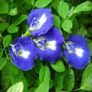 Aprajita live plant| Aprajita ka baigani phool wala paudha |